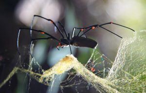 A close up image of a spider in its web